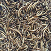 Buffalo Black Soldier Fly Larvae