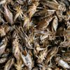 Buffalo Tools 10 oz Bag Dried Crickets Poultry Treats